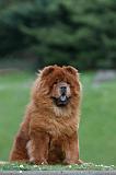 CHOW CHOW 761
